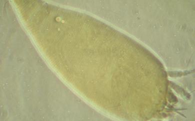 Abacarus niitakaymensis Wang & Huang, 2011 玉山畸節蜱