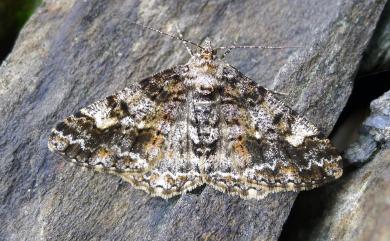 Alcis taiwanovariegata (Sato, 2008) 暗黃斑霜尺蛾