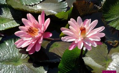 Nymphaea tetragona Georgi 睡蓮