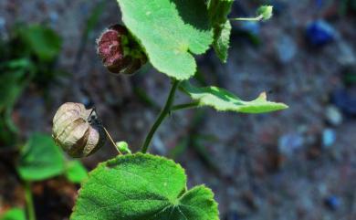 Abutilon crispum 泡果莔