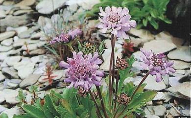 Scabiosa lacerifolia 玉山山蘿蔔