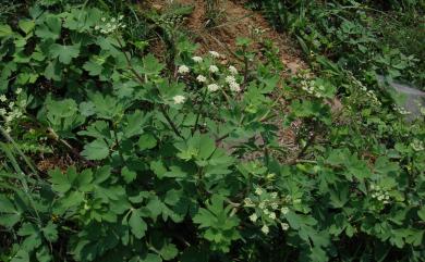 Peucedanum japonicum 日本前胡