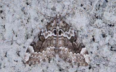 Pennithera lugubris Inoue, 1986