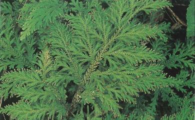 Selaginella moellendorffii Hieron. 異葉卷柏