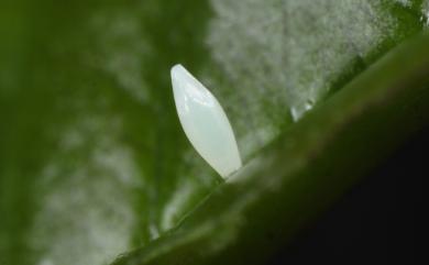 Eurema mandarina (de l’Orza, 1869) 北黃蝶