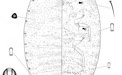 Planococcus citri (Risso, 1813) 桔臀紋粉介殼蟲