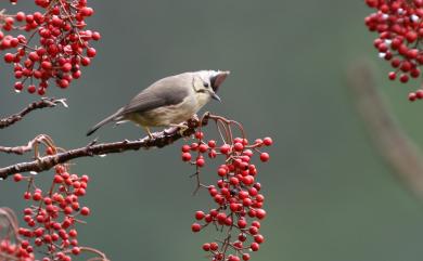 Yuhina brunneiceps Ogilvie-Grant, 1906 冠羽畫眉