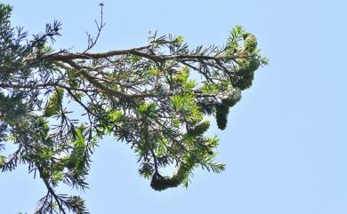 Keteleeria davidiana var. formosana Hayata 臺灣油杉