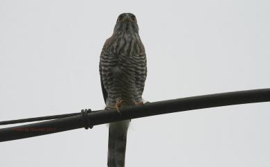 Accipiter trivirgatus formosae Mayr, 1949 鳳頭蒼鷹(台灣特有亞種)