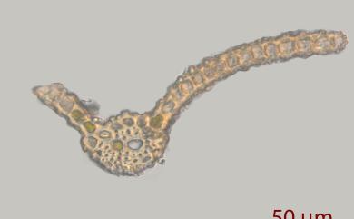 Gymnostomum aurantiacum (Mitt.) Jaeg. 橙色淨口苔