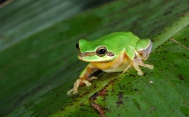 Hyla chinensis Guenther, 1858 中國樹蟾