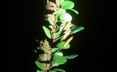 Lemmaphyllum microphyllum C.Presl 伏石蕨