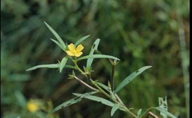 Ludwigia octovalvis (Jacq.) P.H.Raven 水丁香