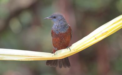 Monticola solitarius philippensis (Muller, 1776) 藍磯鶇(棕腹亞種)