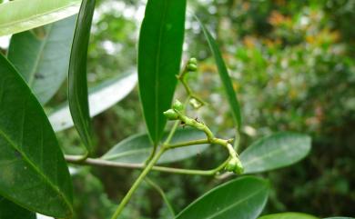 Anodendron benthamianum 大錦蘭