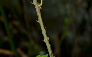 Rubus kawakamii 桑葉懸鉤子