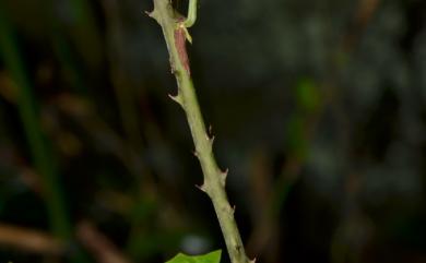 Rubus kawakamii Hayata 桑葉懸鉤子