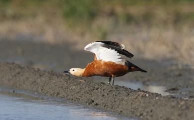 Tadorna ferruginea (Pallas, 1764) 瀆鳧