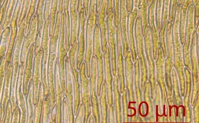 Eurhynchium laxirete Broth. 疏網美喙苔