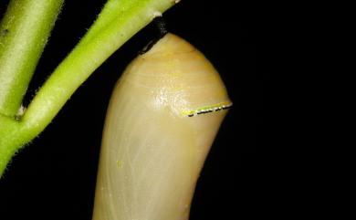 Danaus chrysippus (Linnaeus, 1758) 金斑蝶