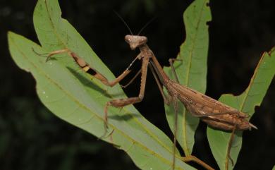 Statilia maculata (Thunberg, 1784) 棕污斑螳