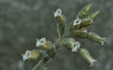 Cheirostylis chinensis var. takeoi (Hayata) T.P.Lin 全唇指柱蘭