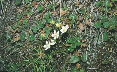 Parnassia palustris L. 梅花草