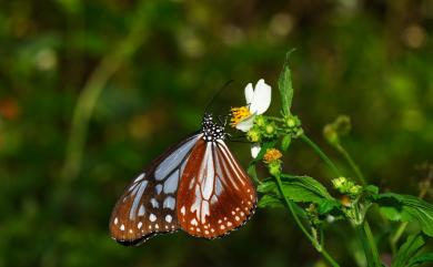 Parantica sita niphonica Moore, 1883 大絹斑蝶