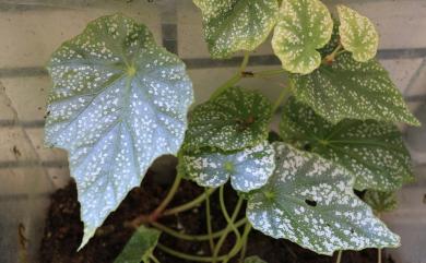 Begonia formosana f. albomaculata 白斑水鴨腳