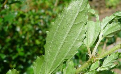 Pouzolzia elegans 水雞油