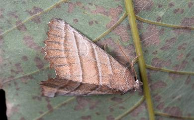 Pygopteryx fulva Chang, 1991 茶褐殿夜蛾