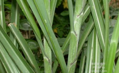 Miscanthus sinensis 芒