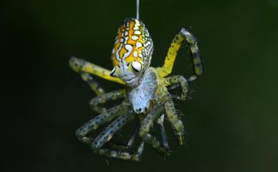 Cyrtophora moluccensis Doleschall, 1857 泉字雲斑蛛