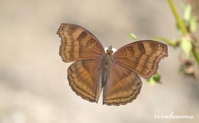 Junonia iphita (Cramer, [1779]) 黯眼蛺蝶