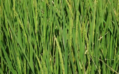 Oryza sativa 稻