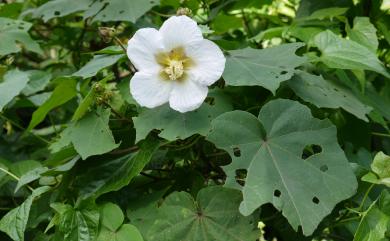 Hibiscus makinoi 牧野氏山芙蓉