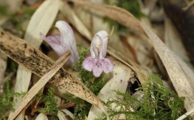 Lathraea purpurea 紫花齒鱗草