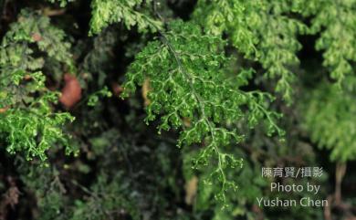 Hymenophyllum fujisanense Nakai 細葉蕗蕨