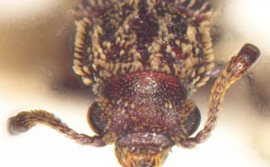 Minthea rugicollis (Walker, 1858) 鱗毛粉蠹