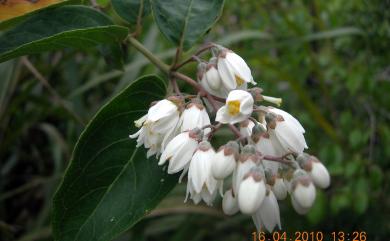 Deutzia pulchra S.Vidal 大葉溲疏