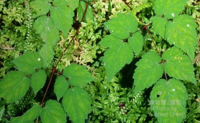 Astilbe longicarpa (Hayata) Hayata 落新婦