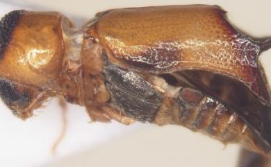 Xylodectes ornatus (Lesne, 1897) 褐斑木長蠹