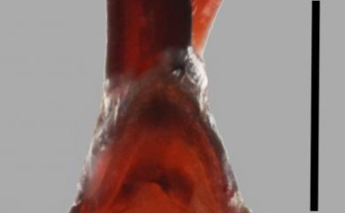 Miobdelus humilis Hu, 2020 低地星點隱翅蟲