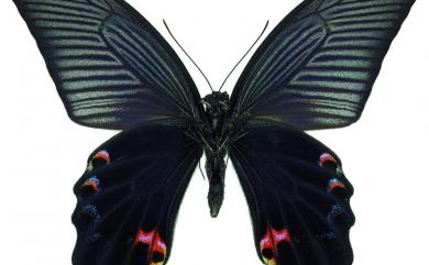 Papilio protenor protenor Cramer, 1775 黑鳳蝶