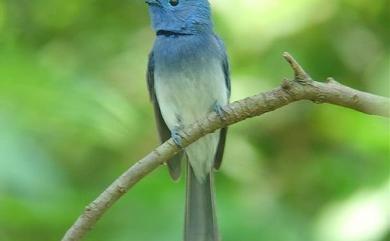 Hypothymis azurea oberholseri Stressmann, 1913 黑枕藍鶲(台灣亞種)