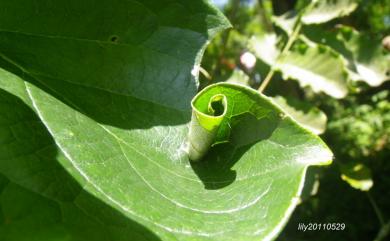 Pyrinioides sinuosa (Warren, 1896) 金盞網蛾