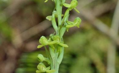 Habenaria longiracema 長穗玉鳳蘭