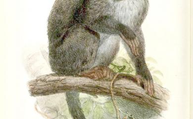 Macaca cyclopis Swinhoe, 1863 臺灣獼猴