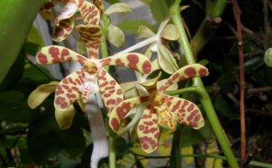 Trichoglottis luchuensis (Rolfe) Garay & H.R.Sweet 豹紋蘭