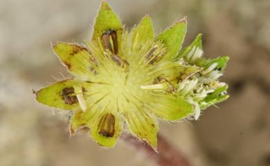 Eclipta prostrata (L.) L. 鱧腸